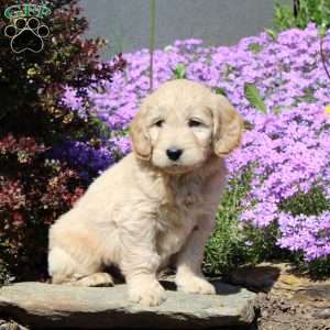 Ranger, Goldendoodle Puppy